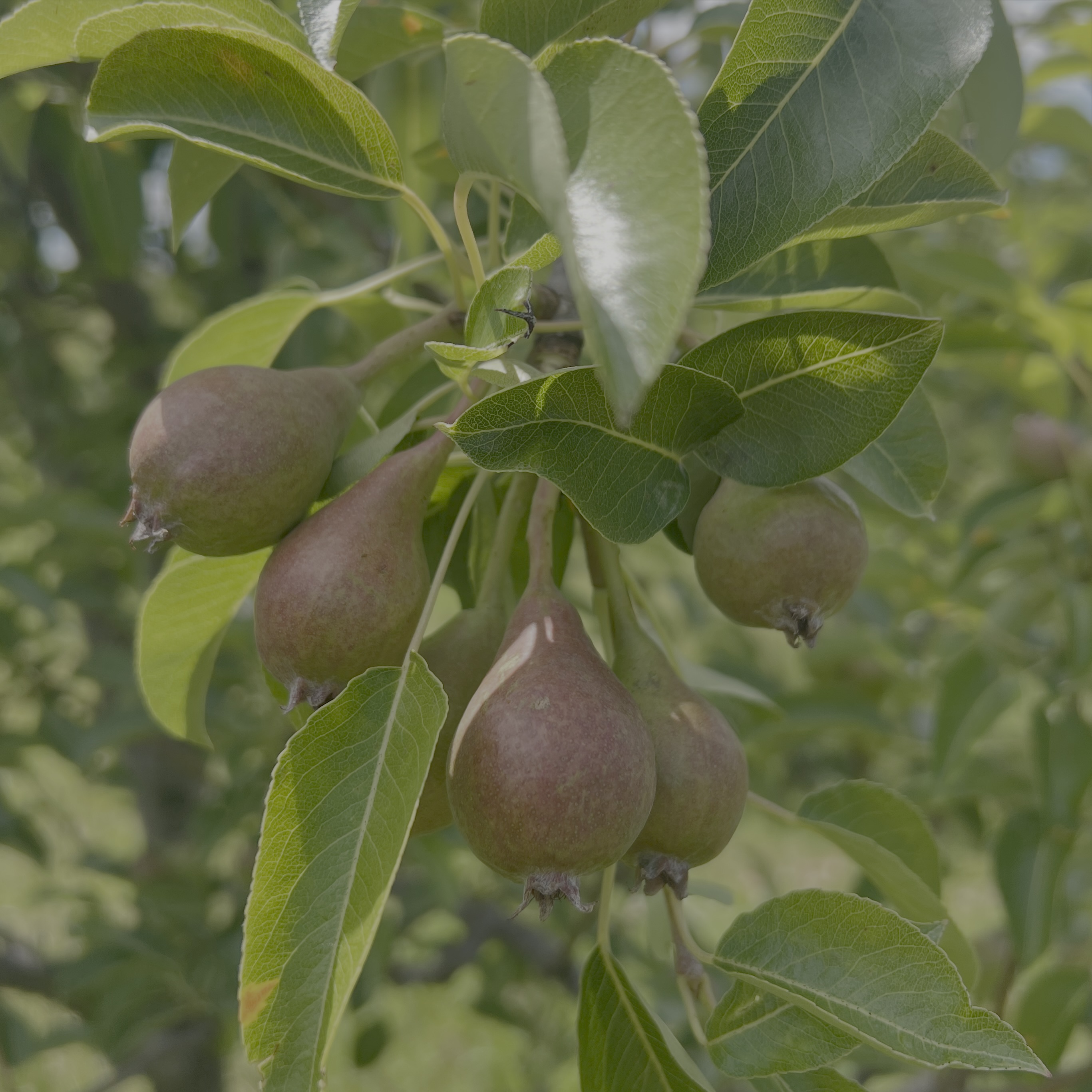 Baby pears on tree