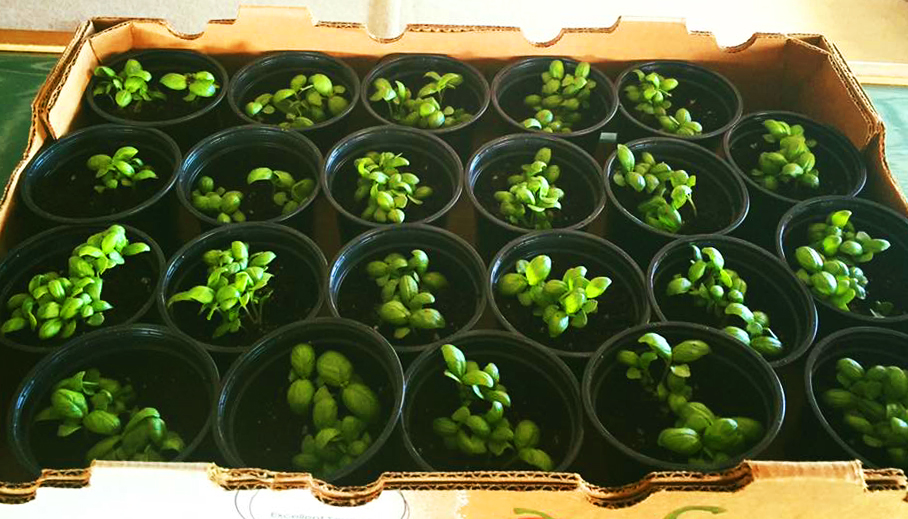 Crate of basil seedlings in black pots