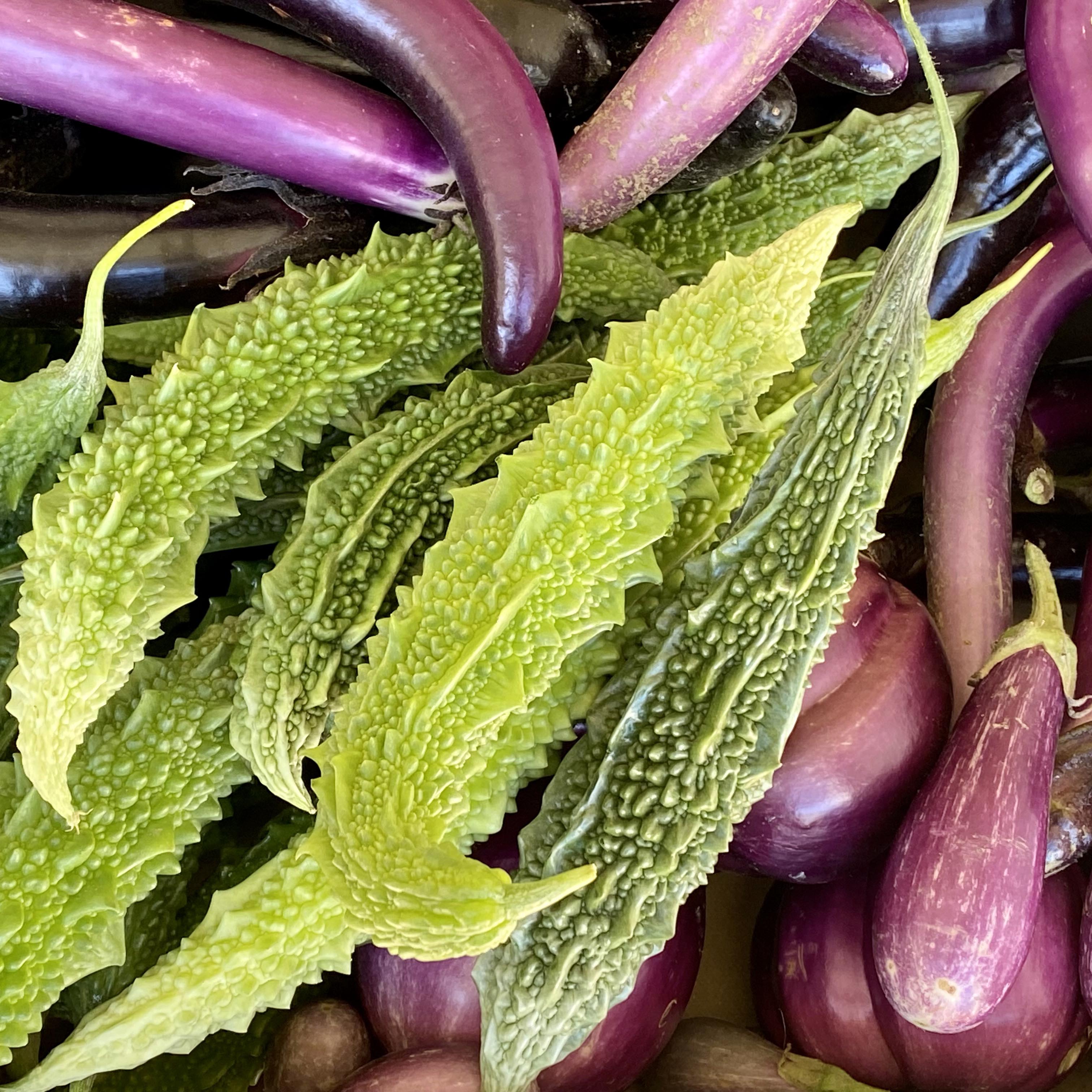 Bitter gourd and different eggplant varieties, freshly harvested