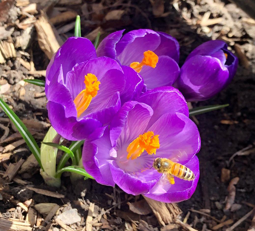 Honeybee in a purple crocus