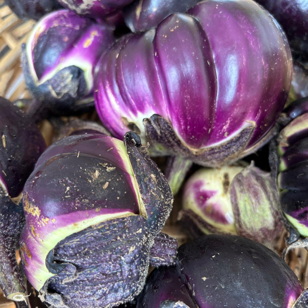 Eggplant grown in Amma Canada veggie garden