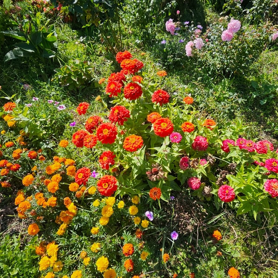 Zinnias in the Amma Canada flower garden