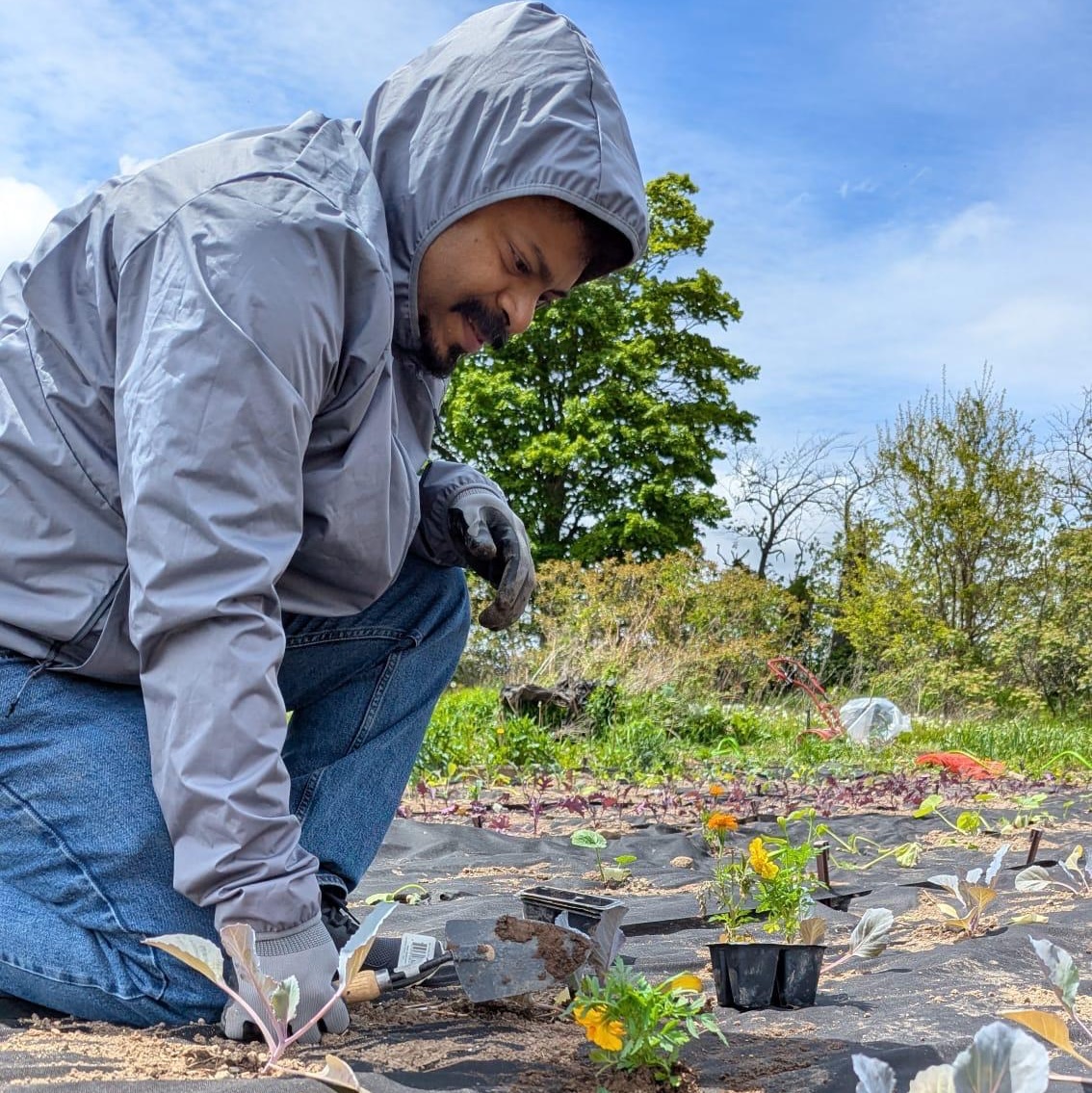 Volunteer planting seedlings