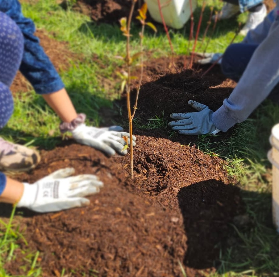 Hands planting tree sapling