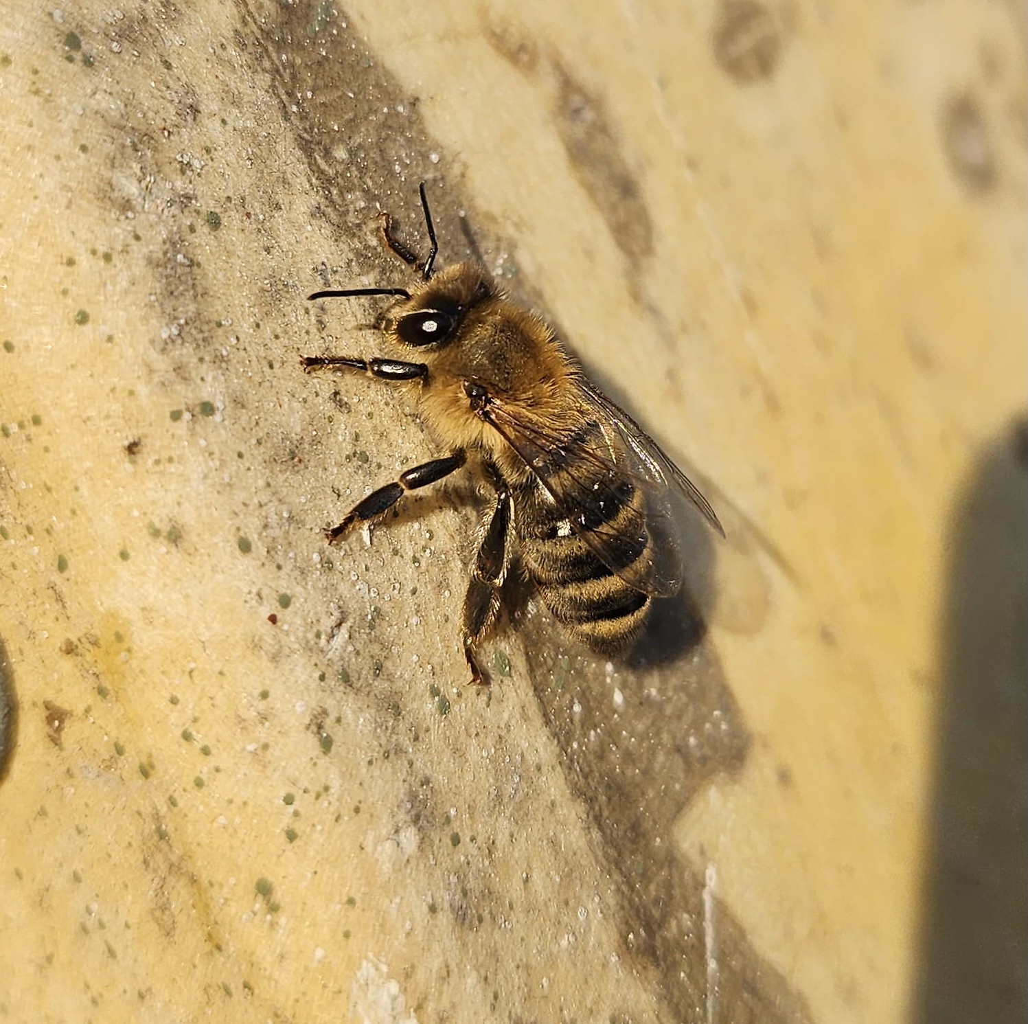 Honey Bee closeup