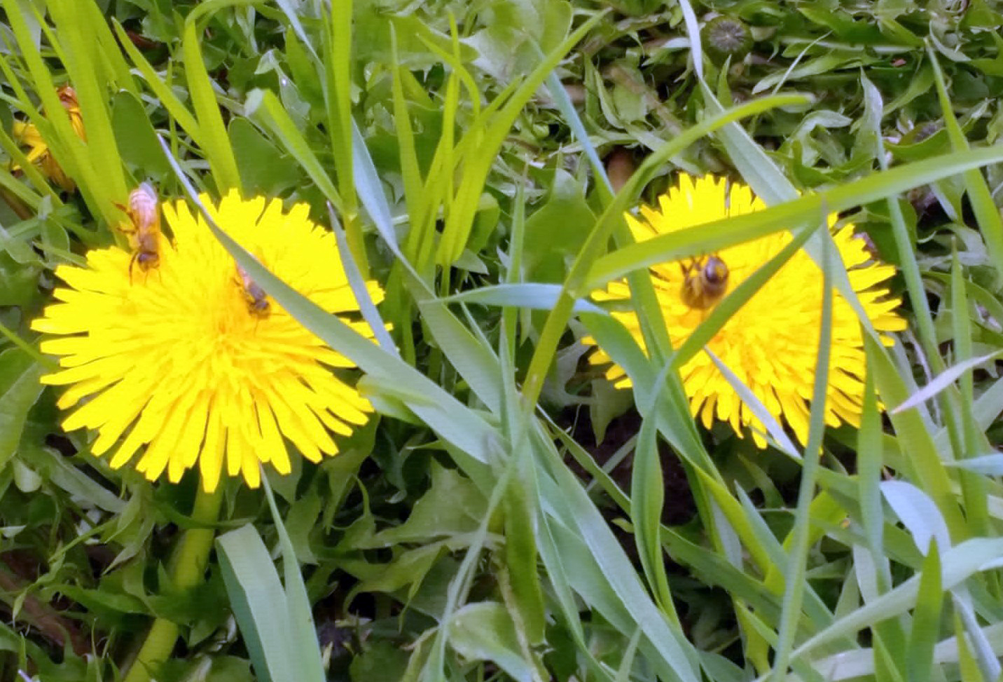 Honeybees on dandelion flowers