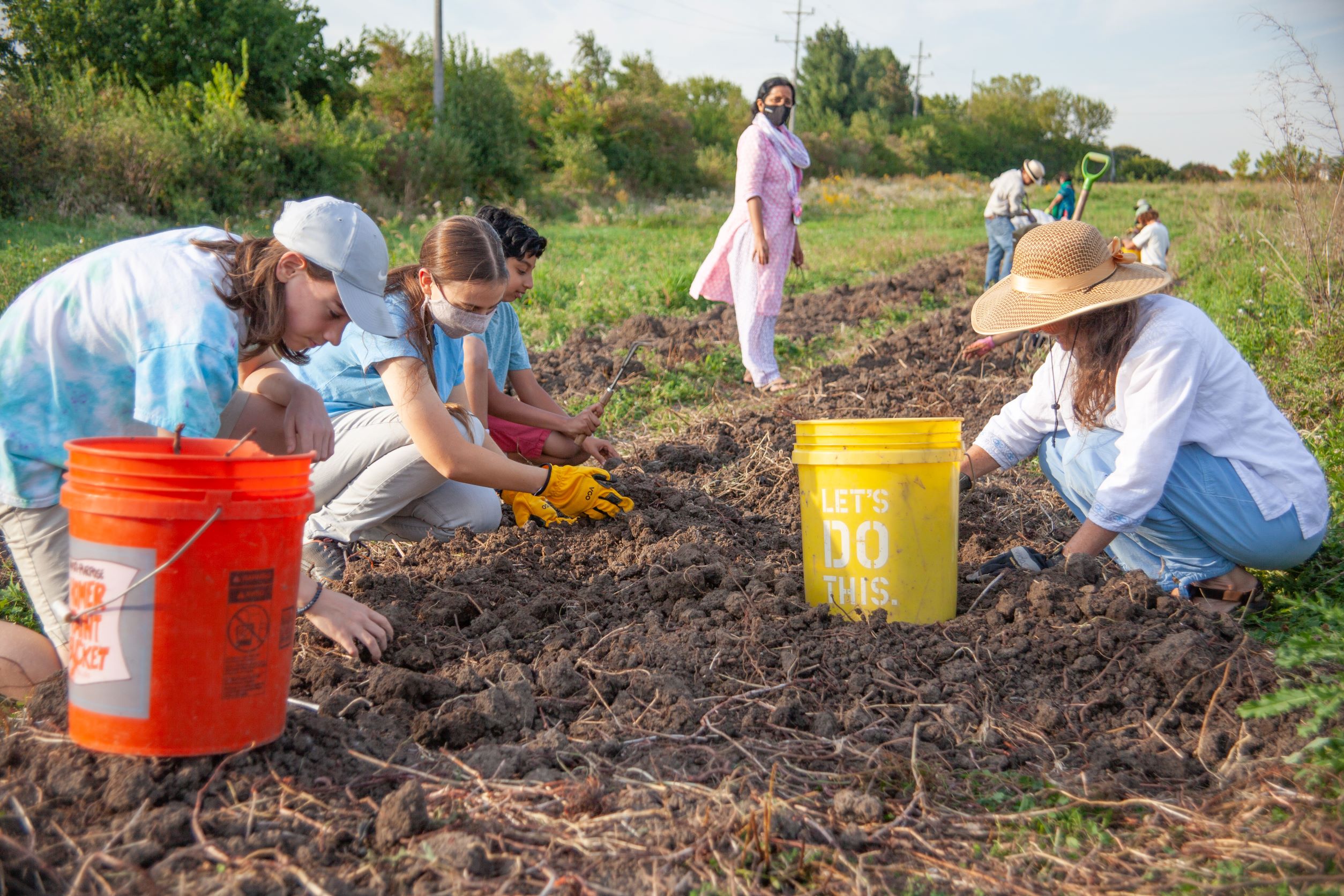 A group of people harvesting madder root for natural dyes at MA Center Chicago