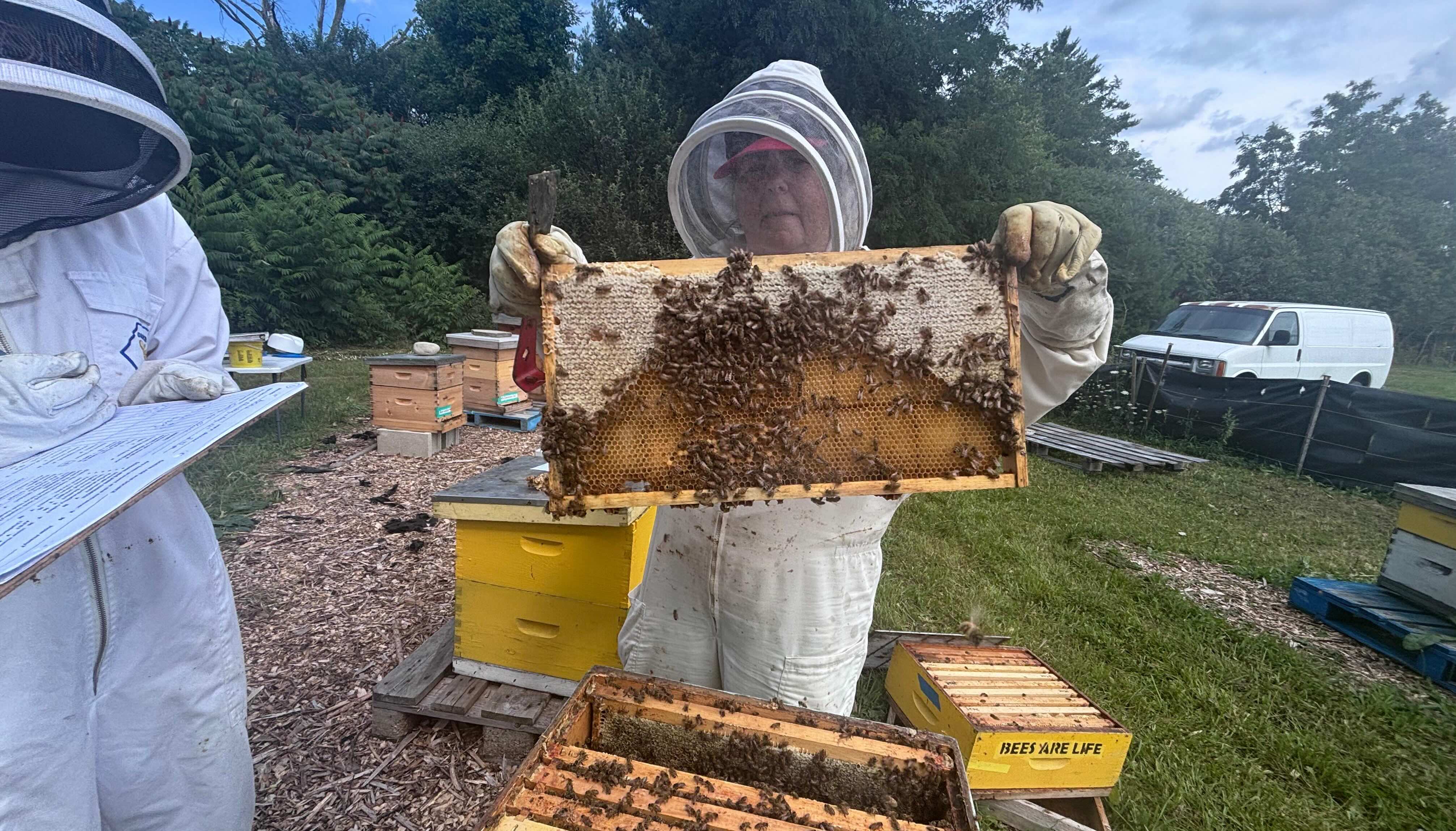 Volunteer lifting frame covered in bees