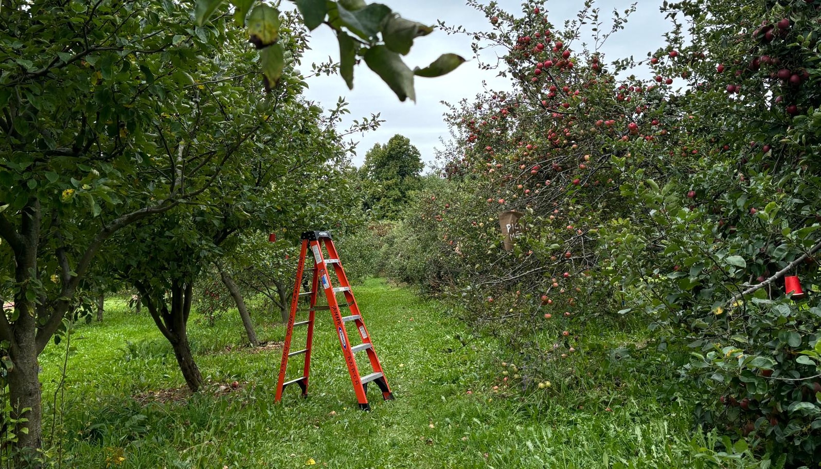 Ladder in Amma Canada orchard