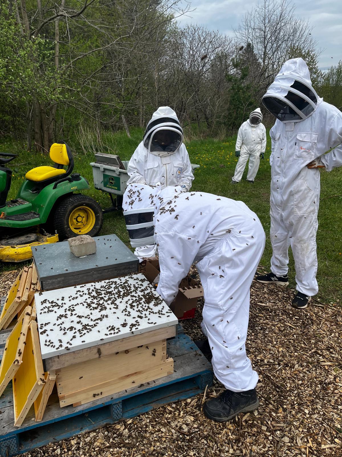 Volunteers moving two new bee colonies into their hive boxes