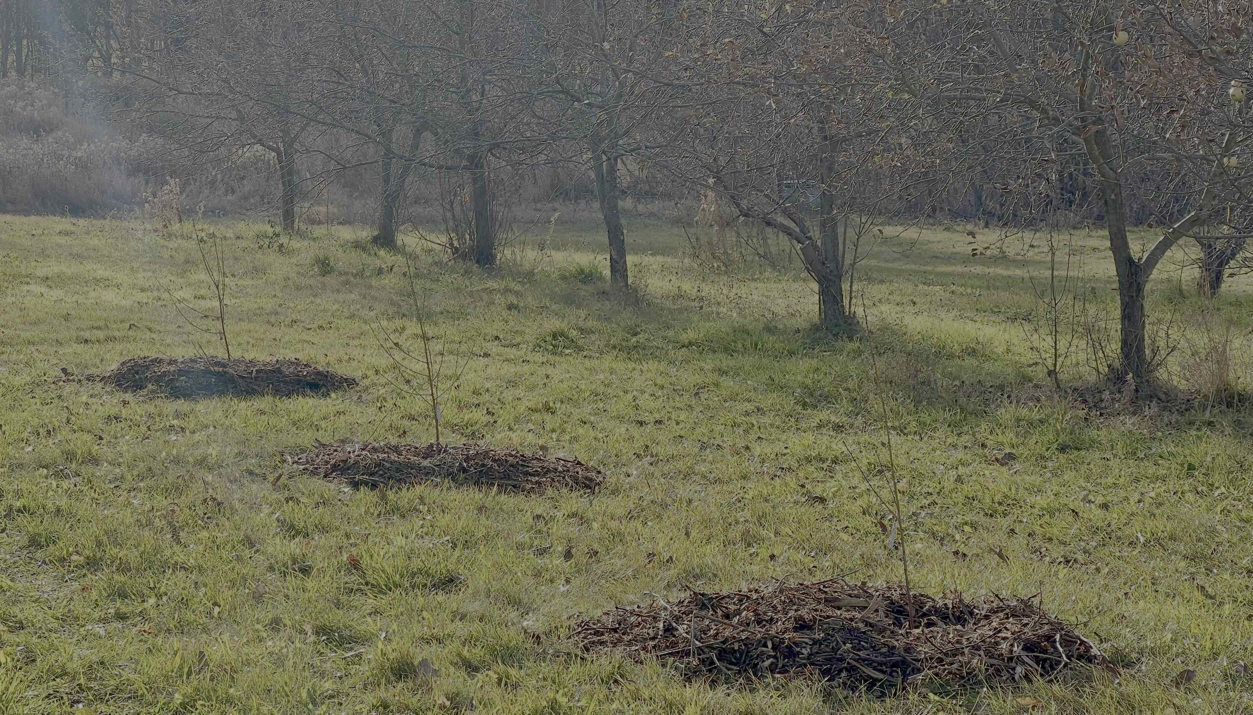 Peach Saplings in Orchard