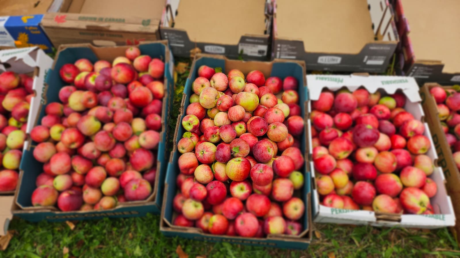 Volunteers picking apples