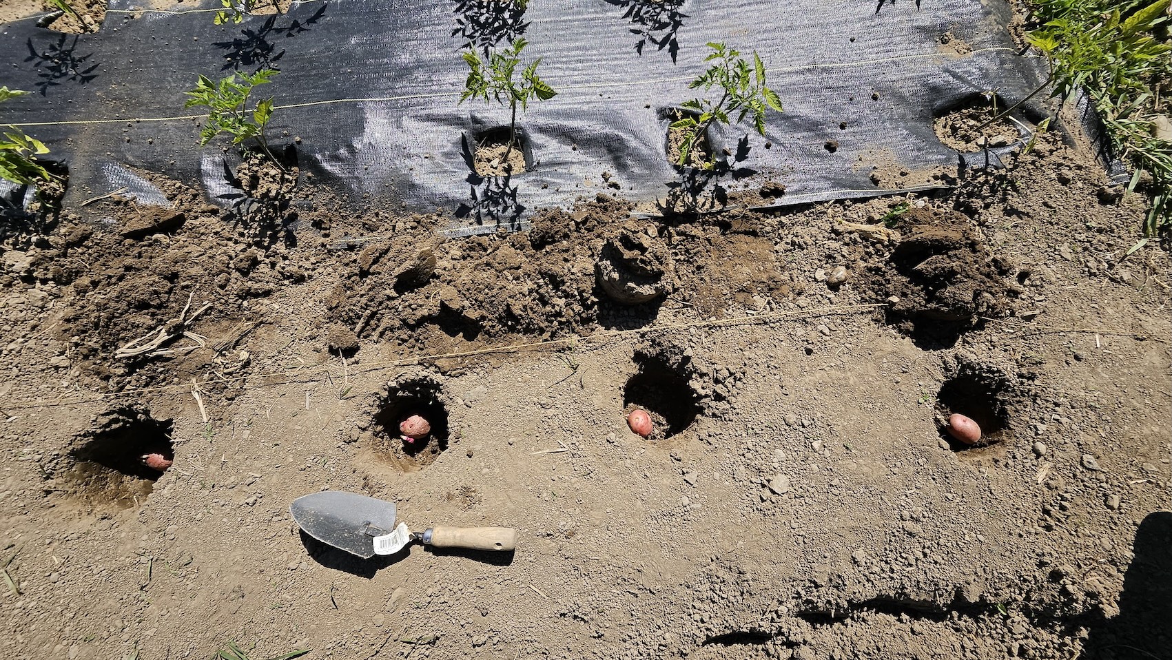 Planting potatoes