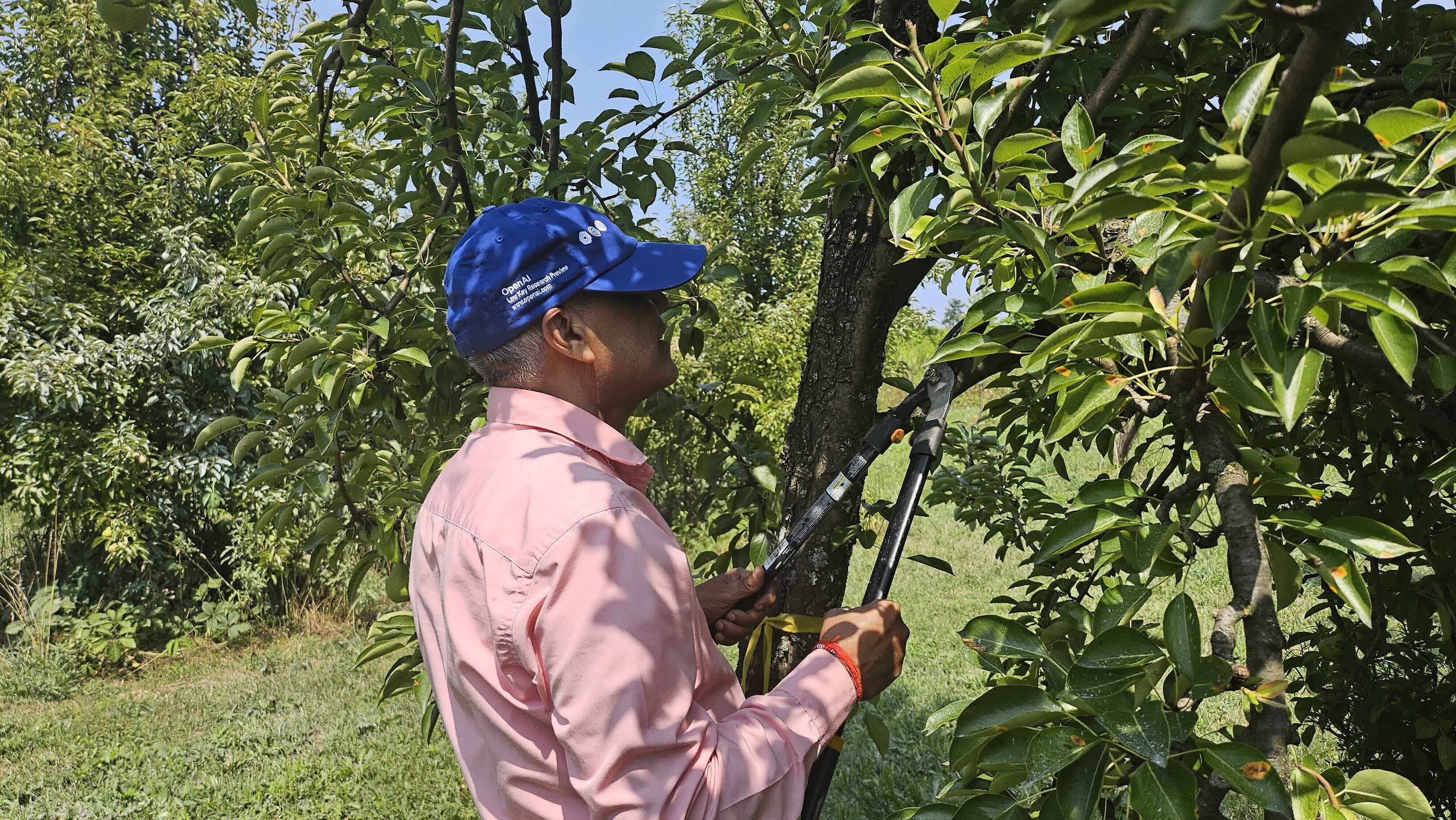 Volunteer pruning pear trees