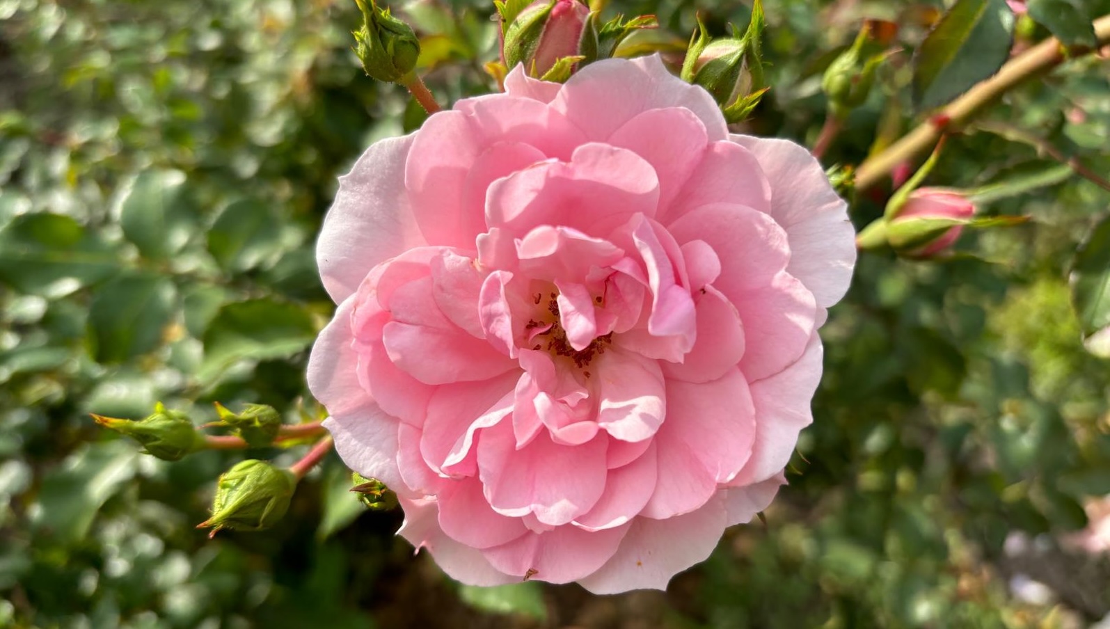 Rose in Amma Canada flower garden