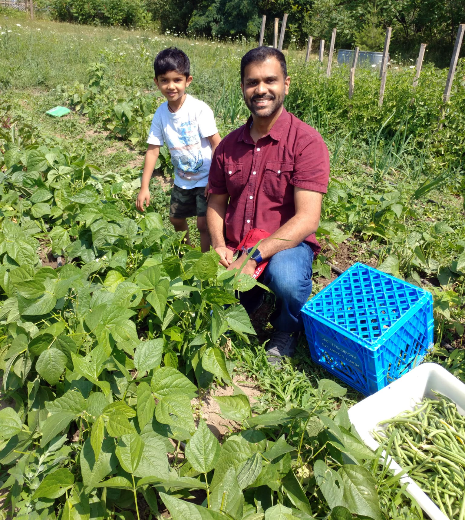 Father and son harvesting beans together