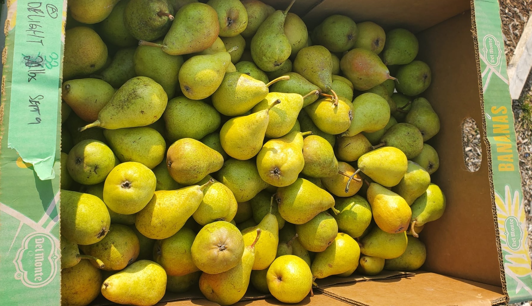 Amma Canada's summer pears
