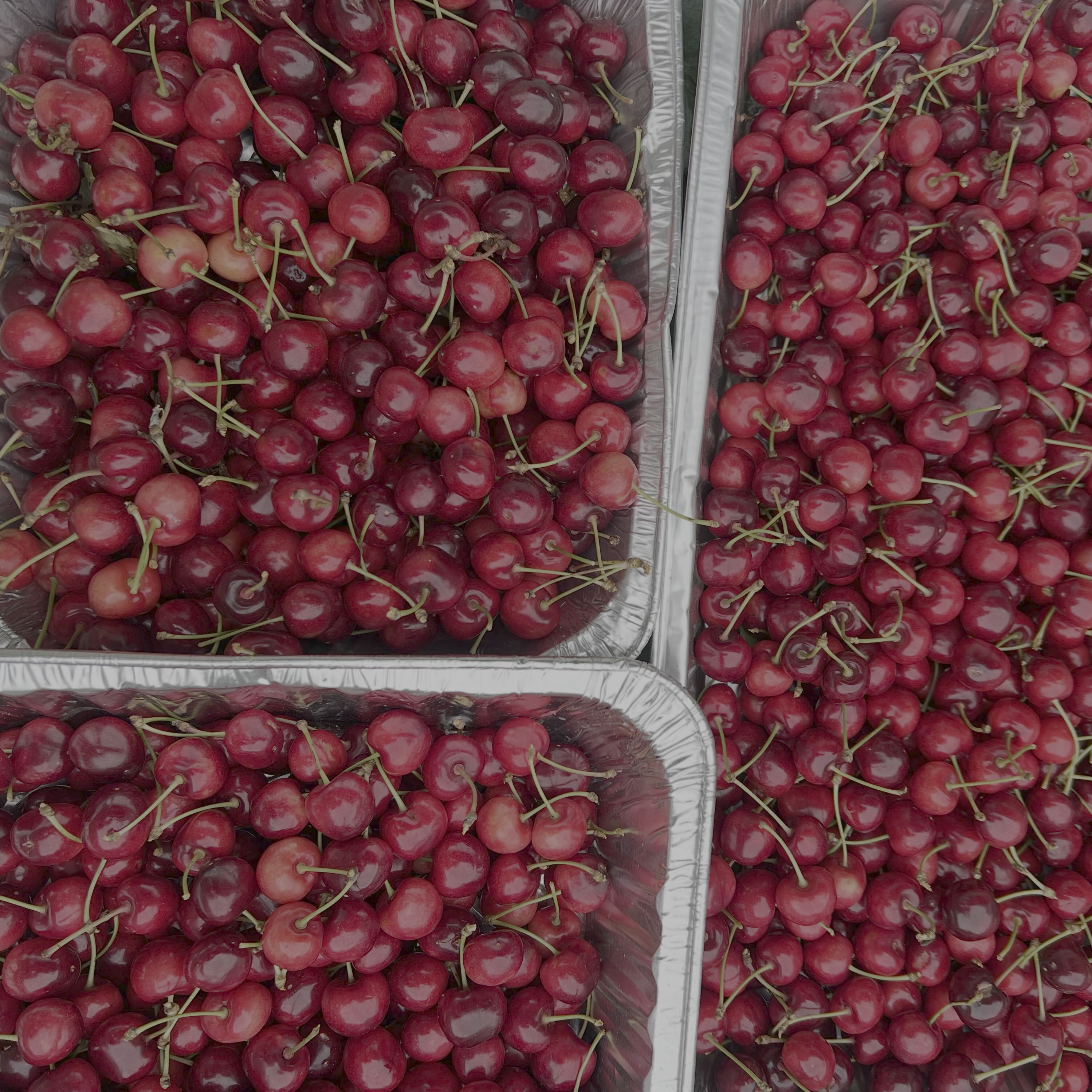 Sweet cherry harvest