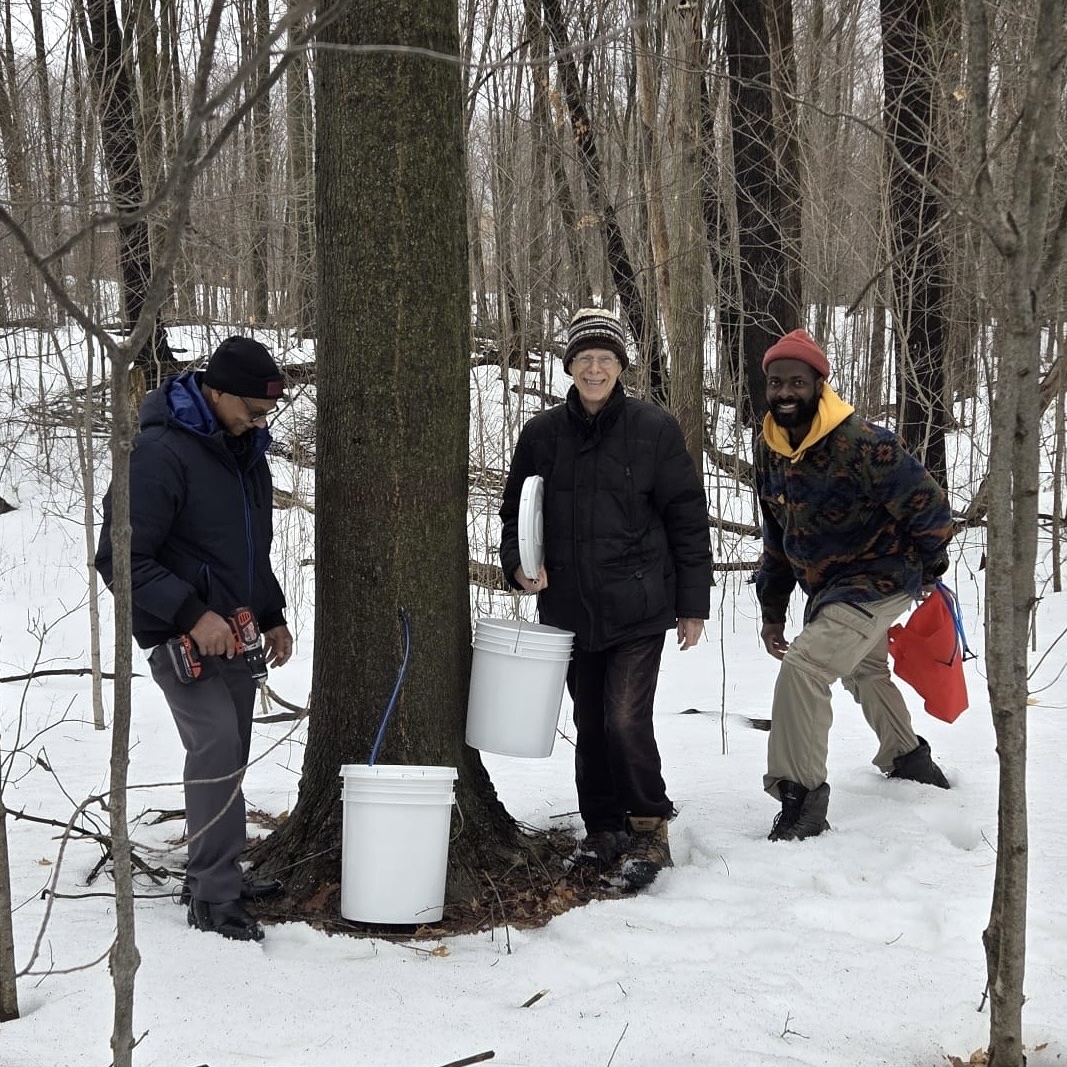 Volunteers tapping maple trees