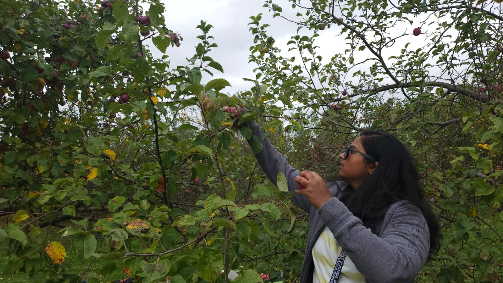 Volunteer picking apples in orchard