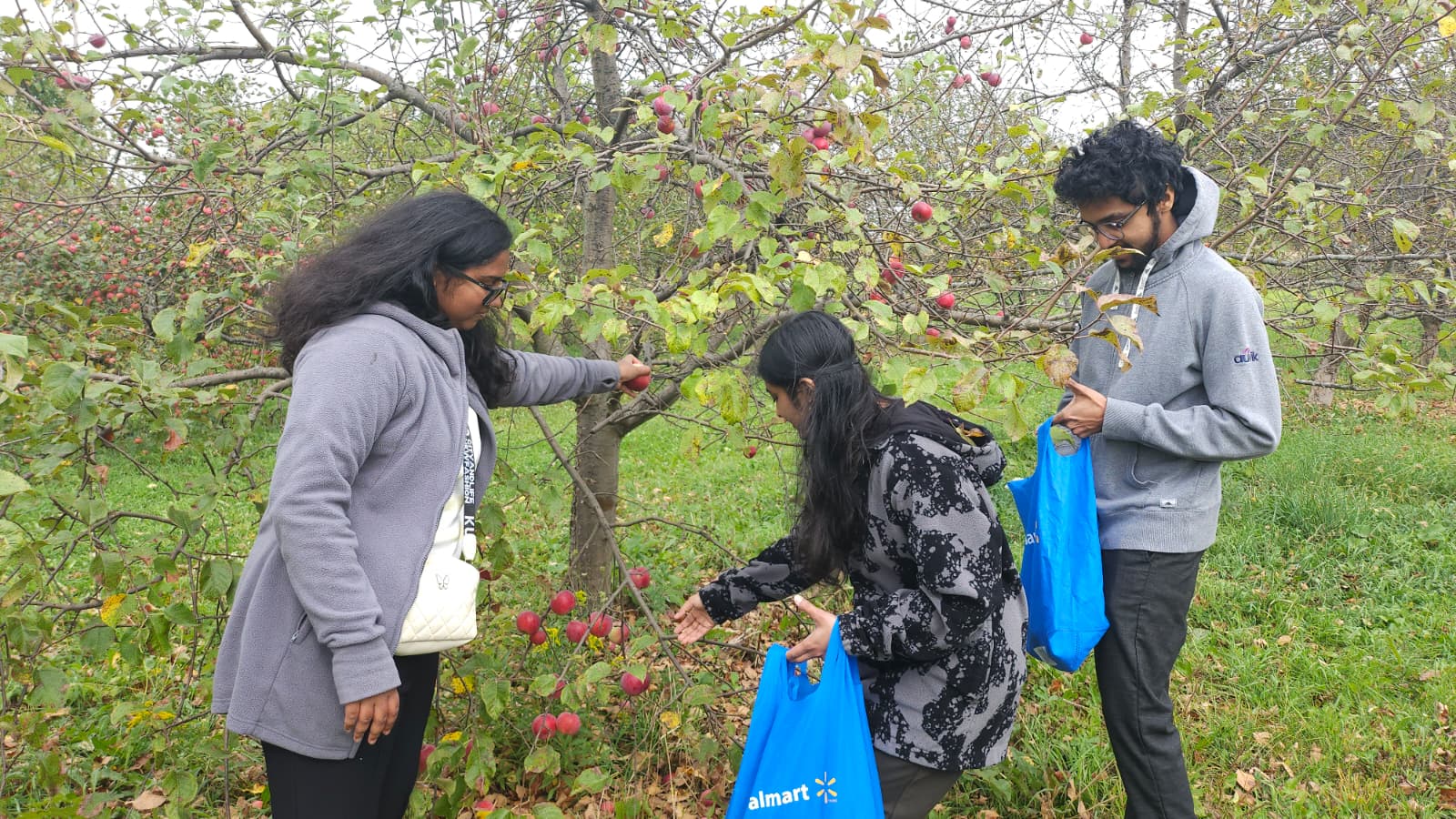 Volunteers picking apples