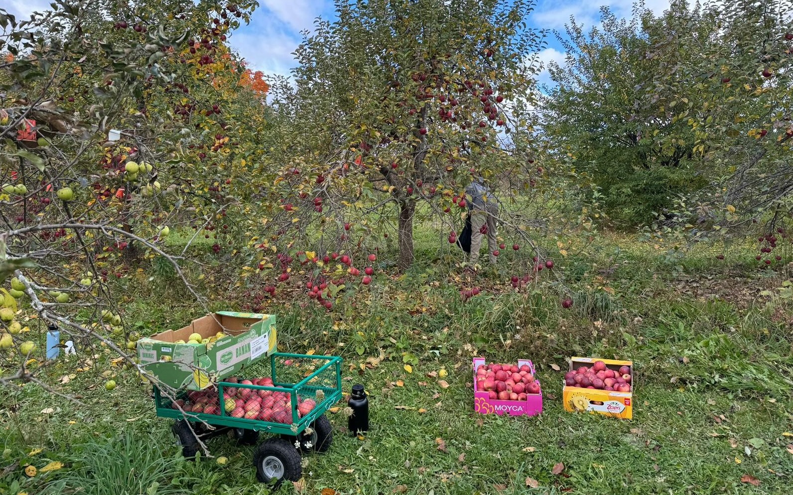 Wagon filled with apples in the Amma Canada orchard