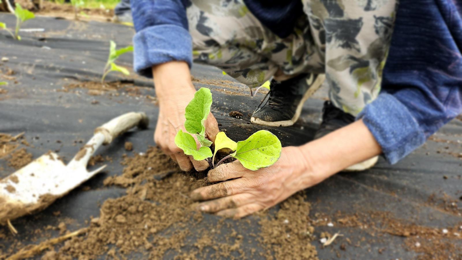 Hands planting eggplant seedling