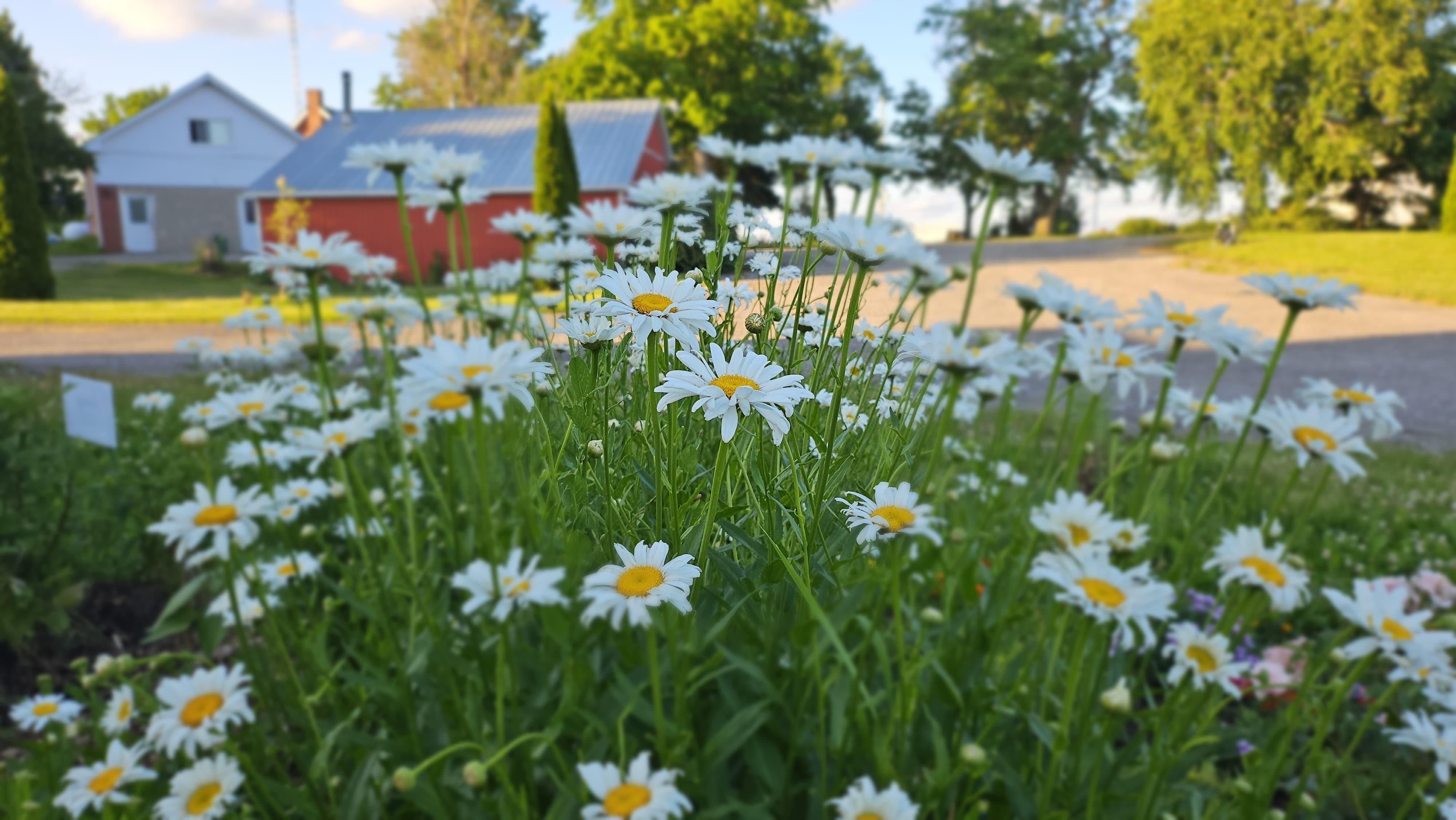 Daisies in Amma Canada flower garden bed