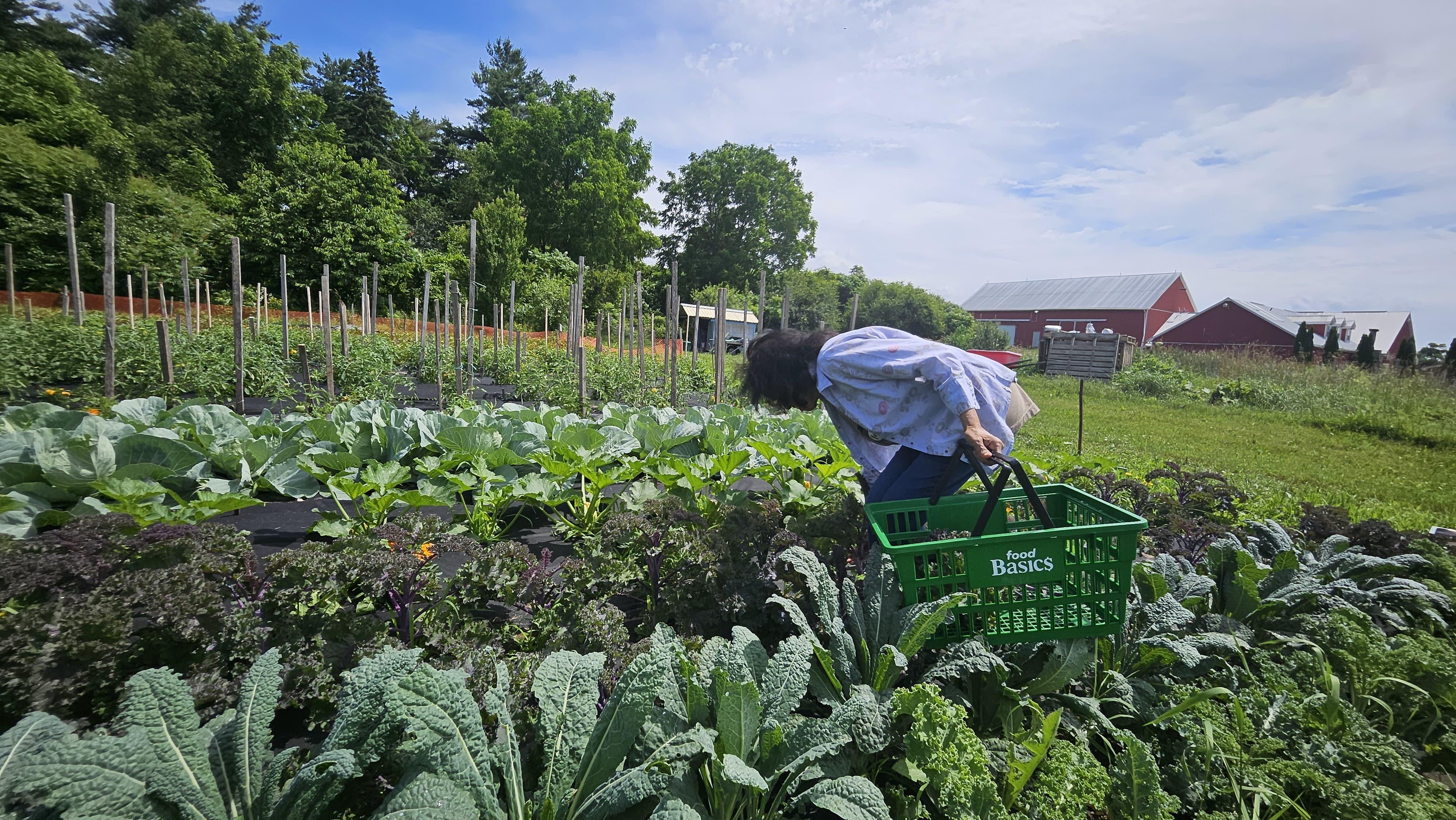 Woman harvesting kale