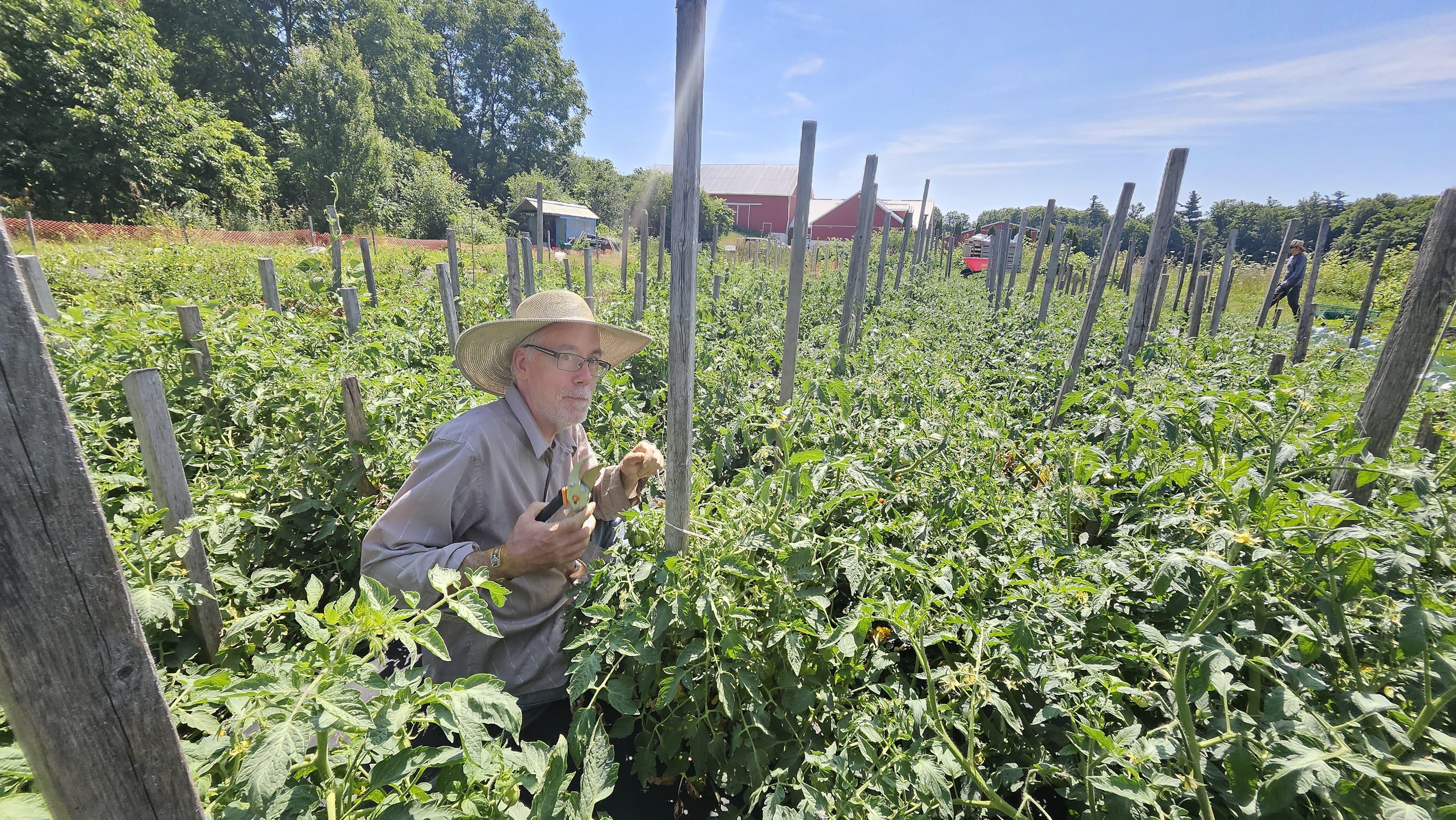Volunteer pruning tomato plants in the Amma Canada veggie garden
