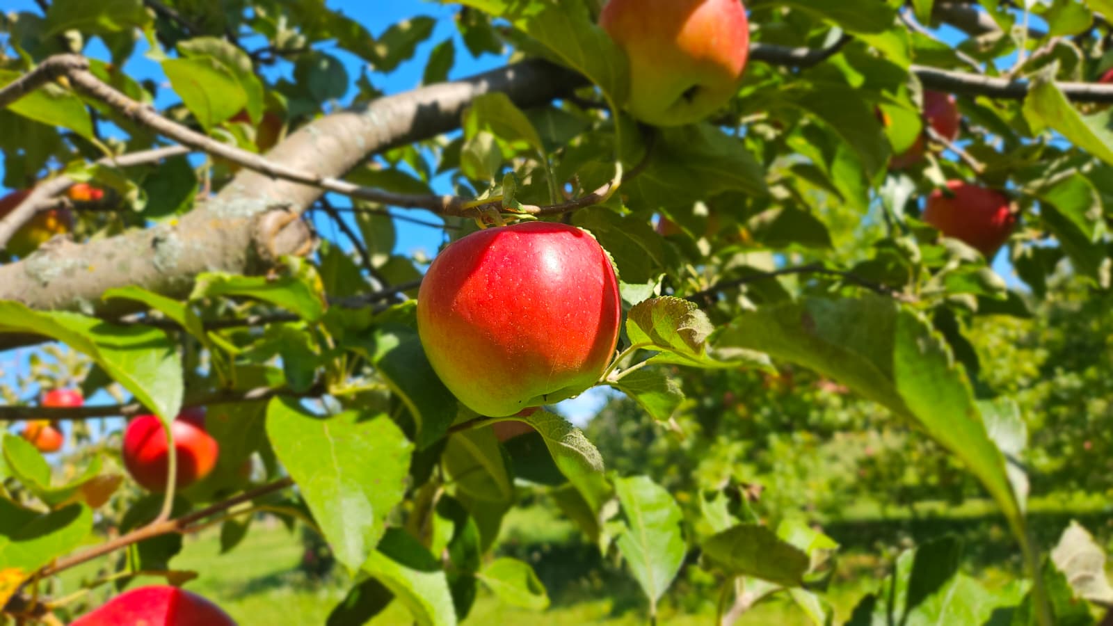 Apple on tree