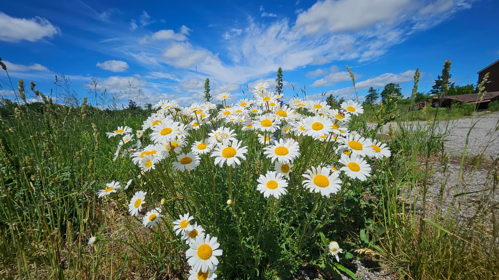 Daisies growing wild at Amma Canada Farms