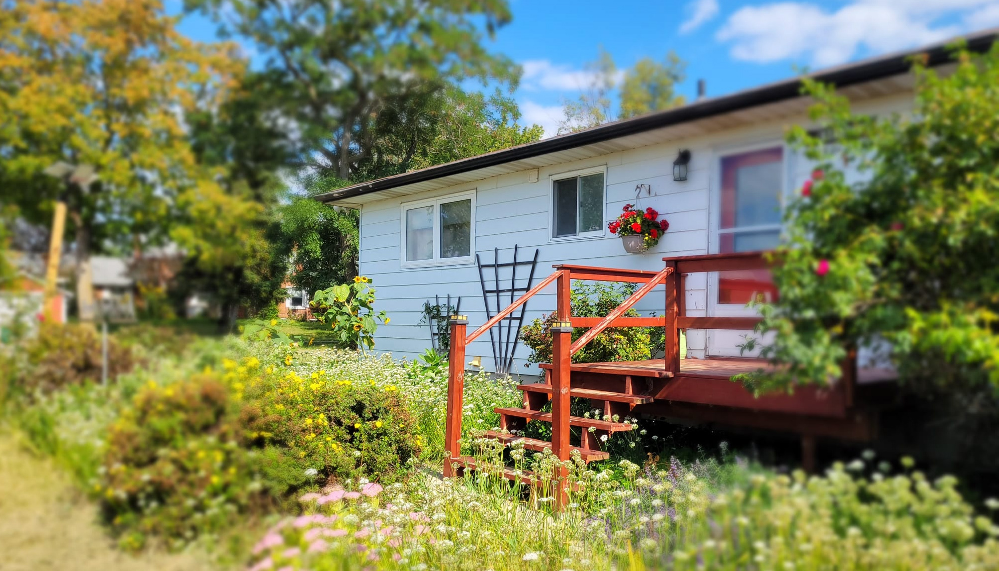 White house with garlic chives and sunflowers